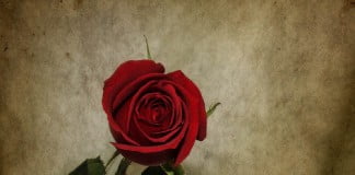 κόκκινο τριαντάφυλλο σε παλιό χαρτί