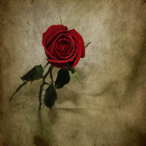 κόκκινο τριαντάφυλλο σε παλιό χαρτί